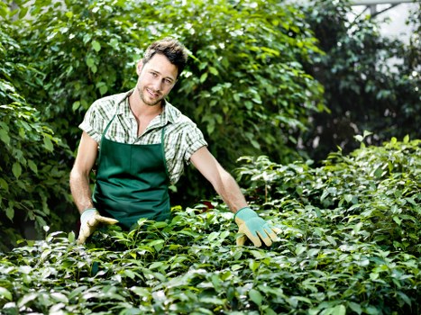 Eco-friendly stump grinding practices