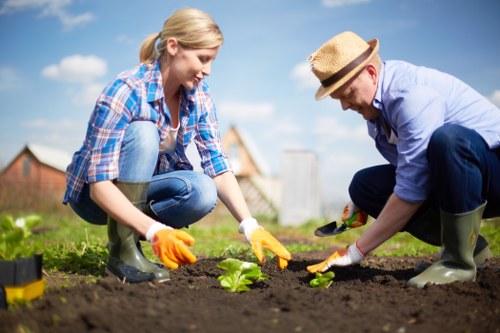 Healthy, trimmed hedges in a garden